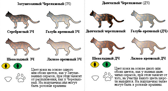 Есть ли у кошки связь между ее мастью и характером