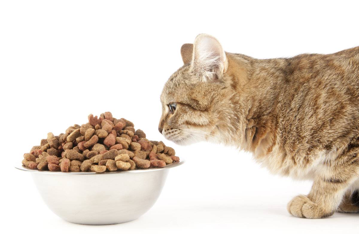 Кот не ест сухой корм — что делать?