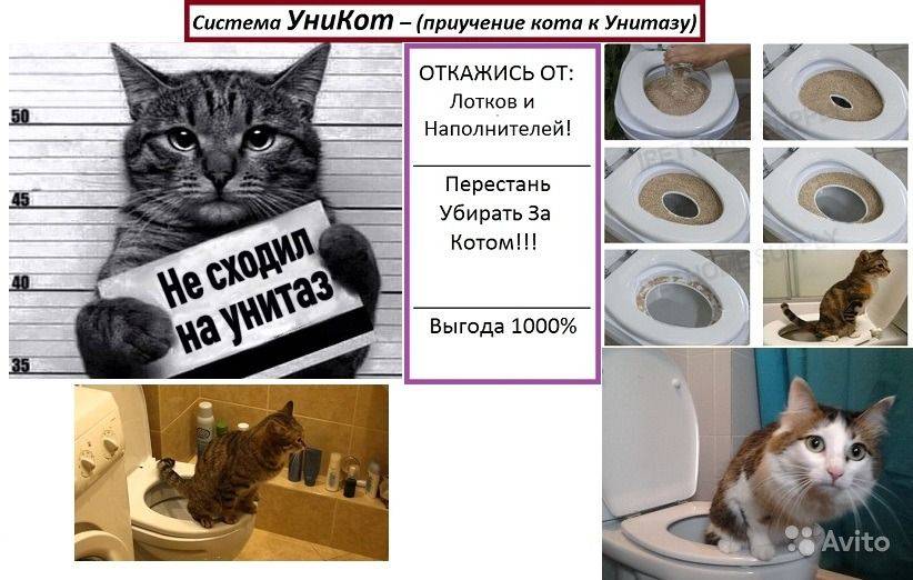 Как приучить котенка к туалету в квартире (способы приучения к унитазу и обзор популярных средств)
