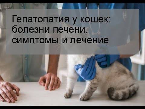 Чем кормить больную кошку, имеющую проблемы с печенью, можно ли давать животному готовый корм?