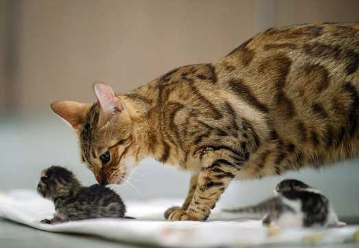 Как рожают шотландские вислоухие кошки