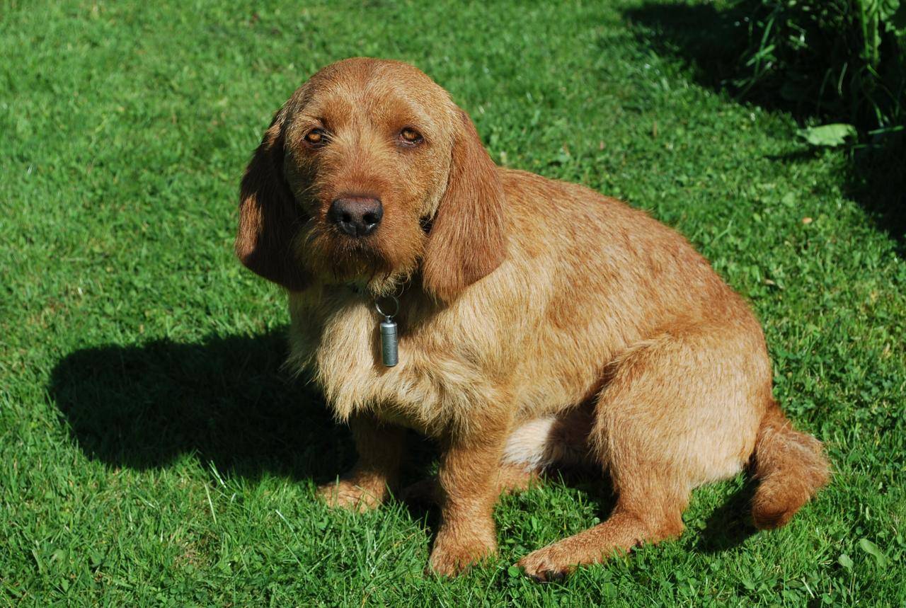 Бассет-хаунд — описание породы, характер собак, фото и видео