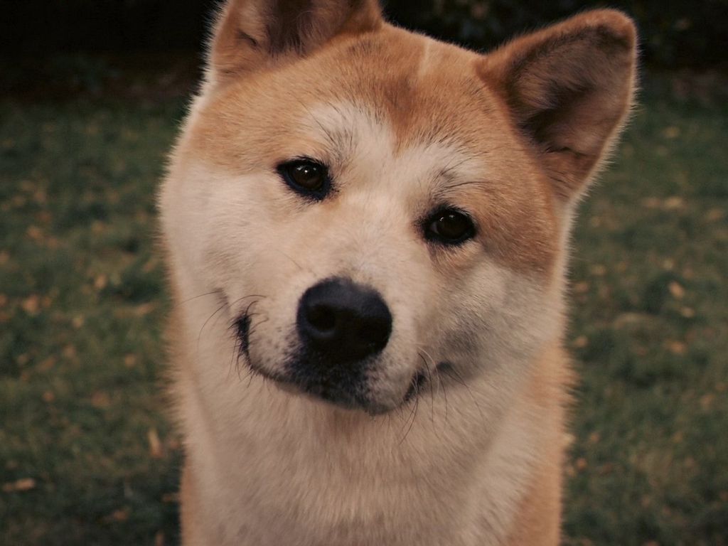 Собака породы акита-ину, которая снималась в «хатико»