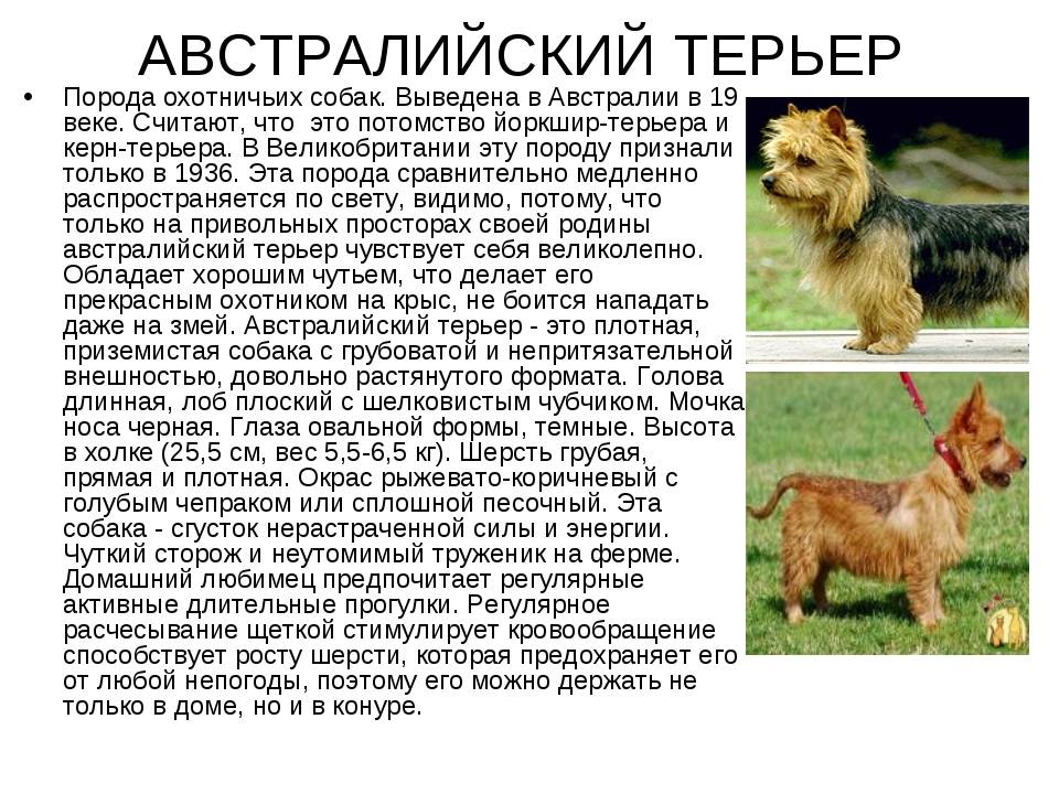 Характеристика норвич-терьеров: особенности внешнего вида и характера