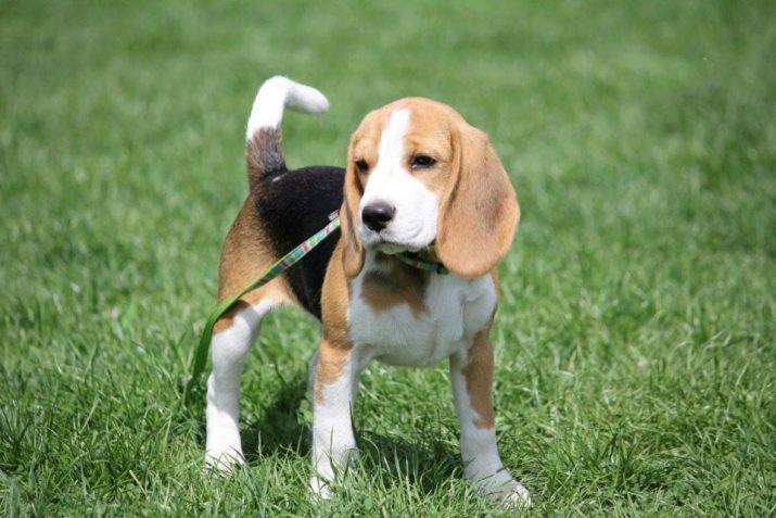 Топ-36 лучших собак для квартиры | dogkind.ru
