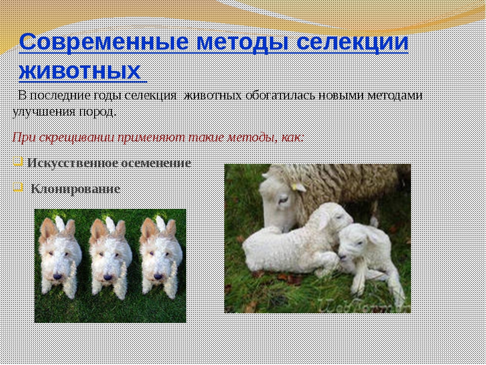 Гибридизация    [занимательное собаковедение]