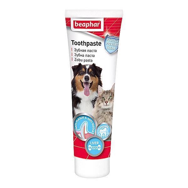 Как почистить зубы коту, кошке в домашних условиях: зубная паста, щетка