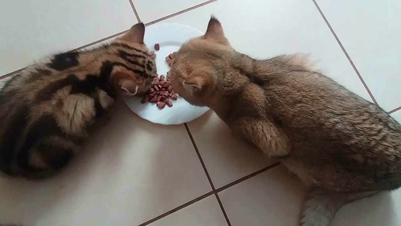 Чем кормить британского котенка? - запись пользователя евгения (kotgora) в сообществе домашние животные в категории помогите советом - babyblog.ru