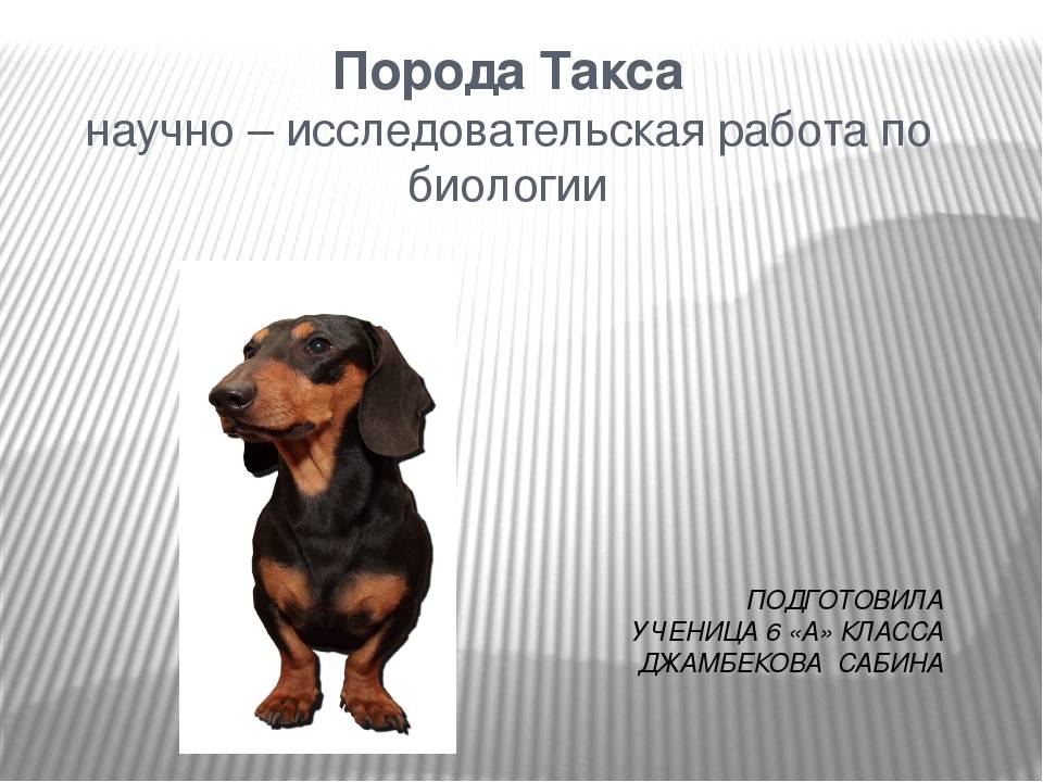 Описание породы собак жесткошерстная такса