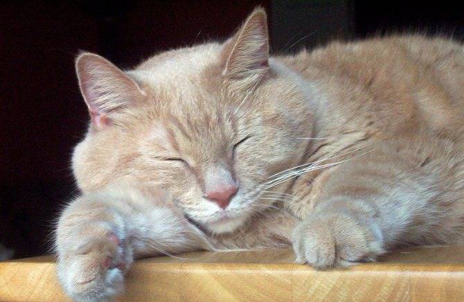 Почему кошки и коты во сне храпят: нормально ли это