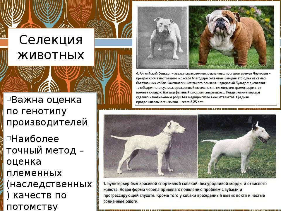 Редкие породы собак. описание, названия, виды и фото редких пород собак | живность.ру
