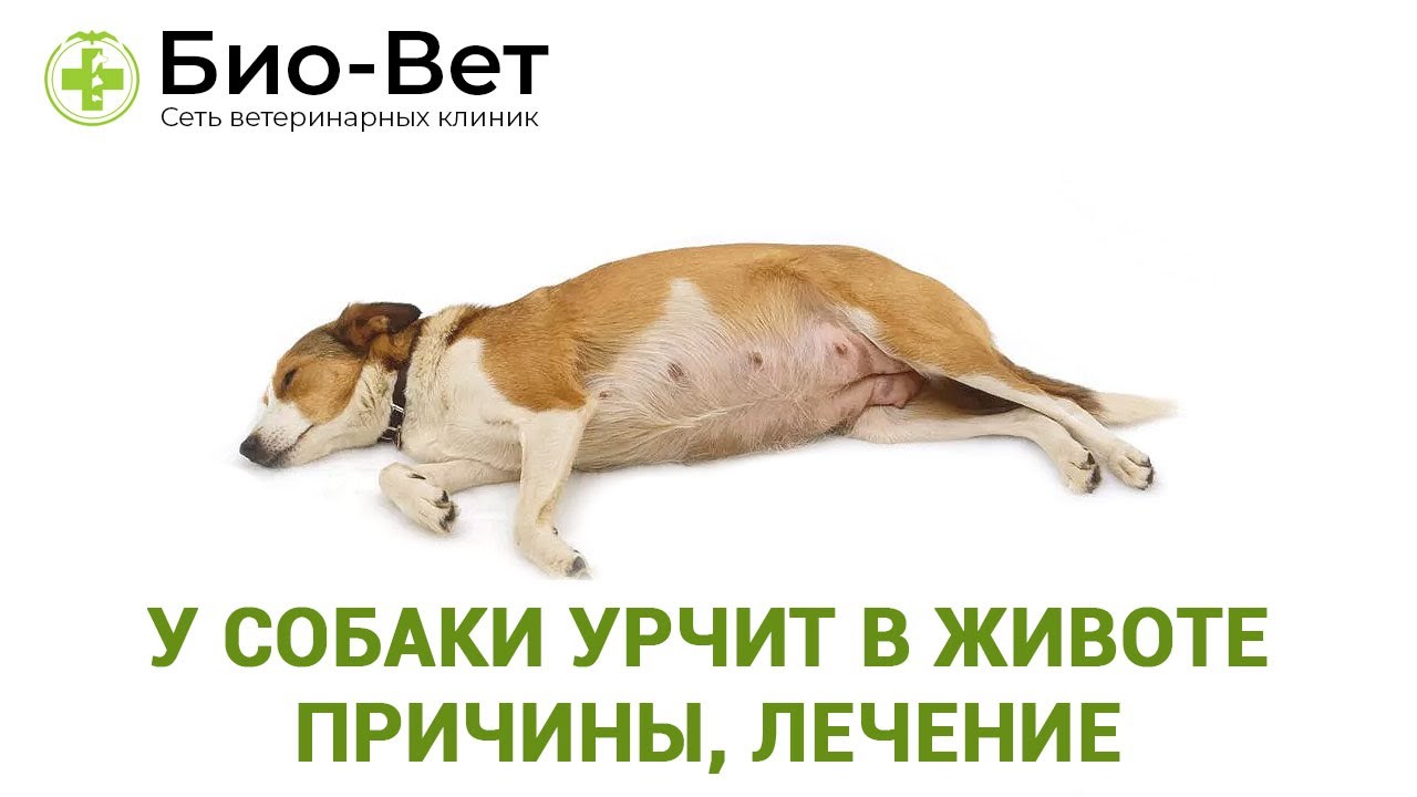 Расстройство пищеварения желудочно-кишечного тракта: диспепсия - лечебно-диагностический центр нейрон (таганрог)