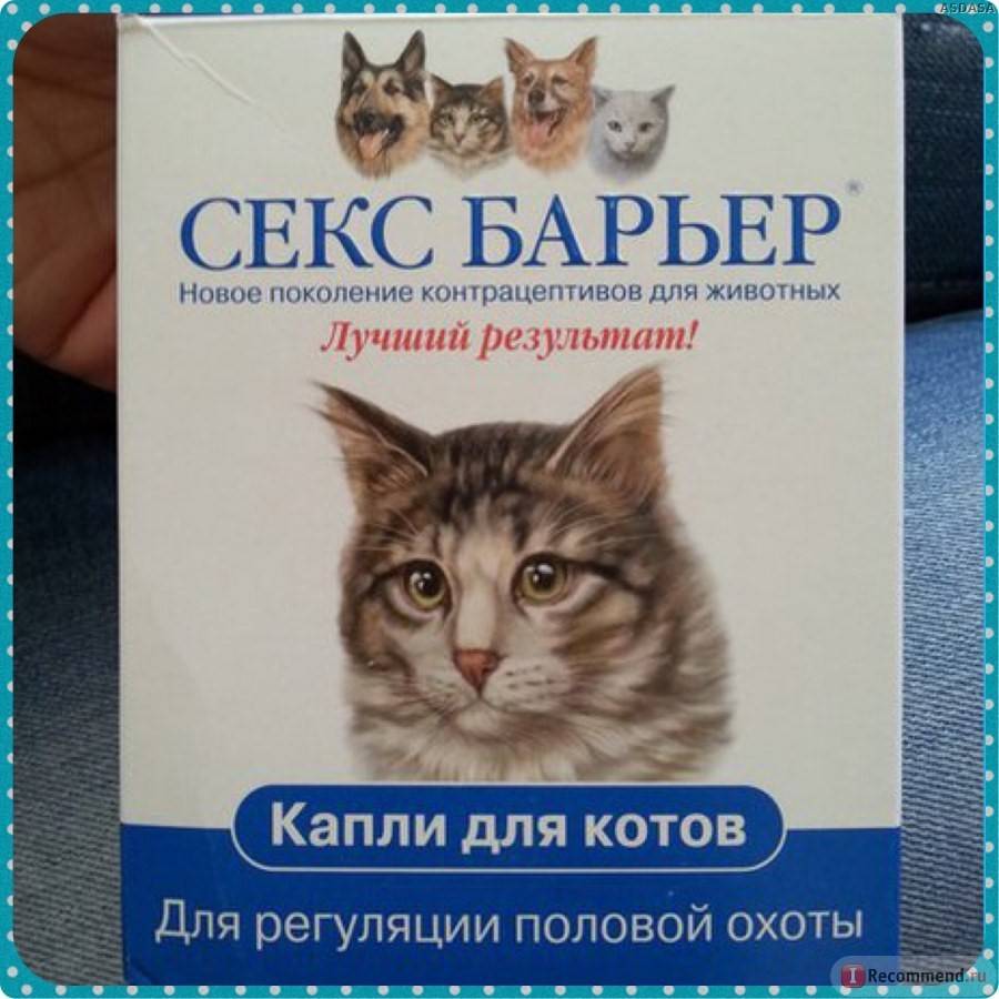 Как использовать капли для кошек: инструкцию по применению таблеток и уколов от гуляния, противопоказания