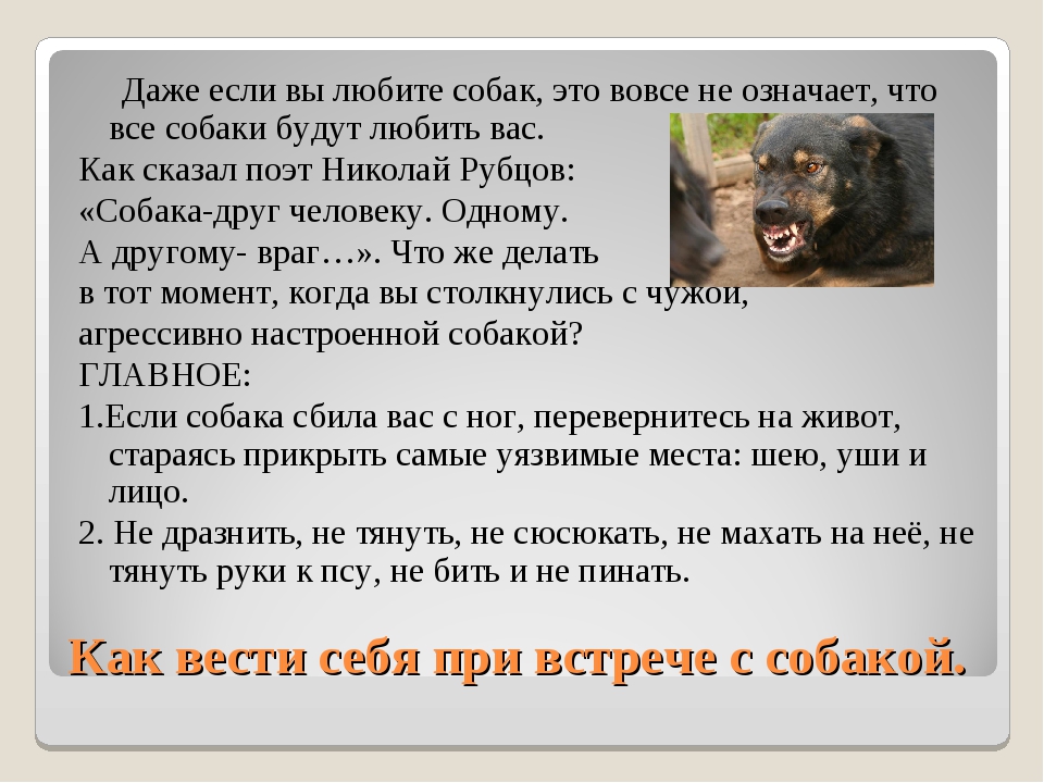 Почему собакам нельзя смотреть в глаза