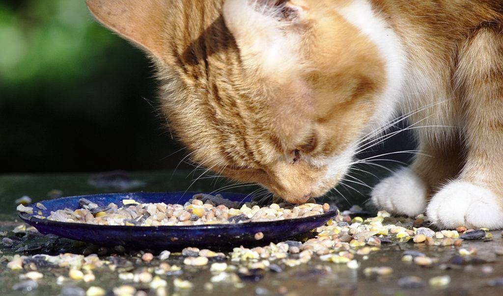 Как накормить кота, если он отказывается от еды: основные методы