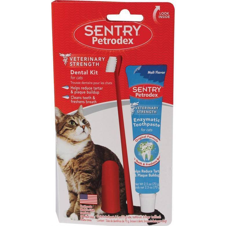 Как почистить зубы коту в домашних условиях: зубная паста и щетка, специальный корм и косточки