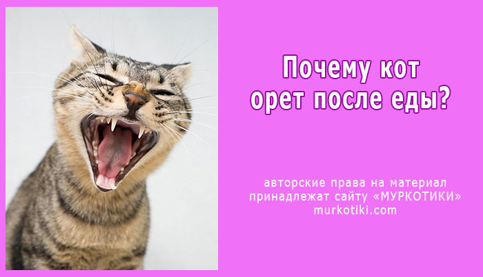 Как отучить кота мяукать - эффективные методы
