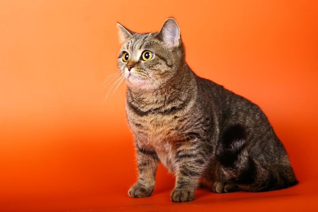 Скоттиш страйт кошка фото и описание шотландской прямоухой кошки