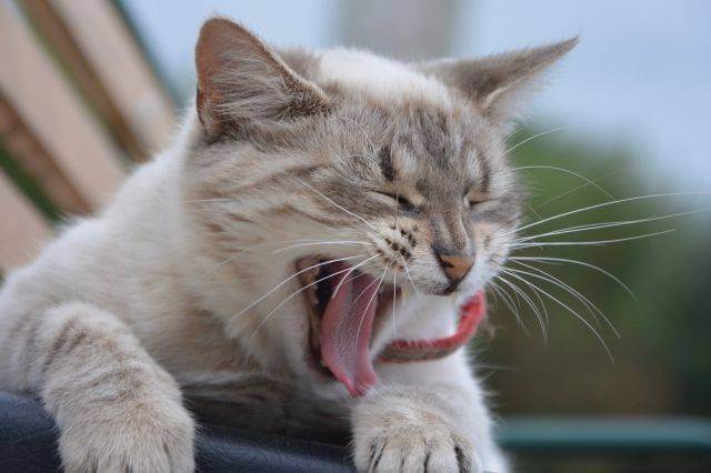 У кошки запах изо рта: причины и лечение