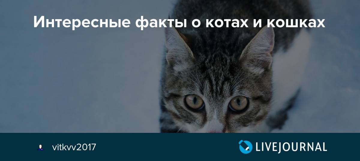 50 интересных фактов о кошках
