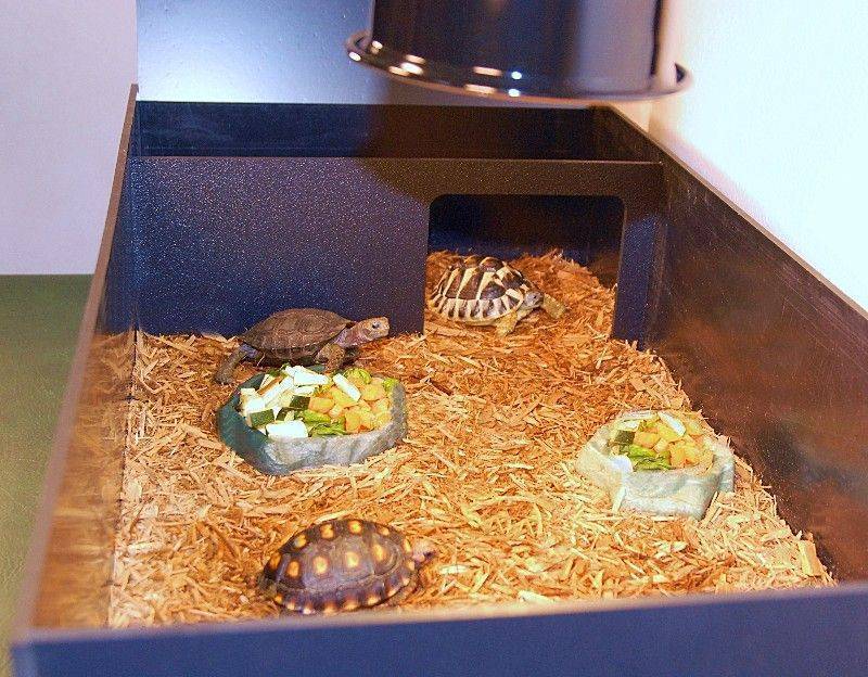 Как выбрать и обустроить террариум для сухопутной черепахи