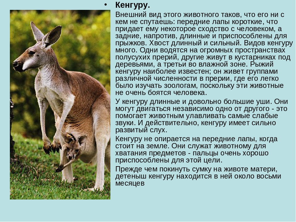 Австралийский мист: кошка дымчатая