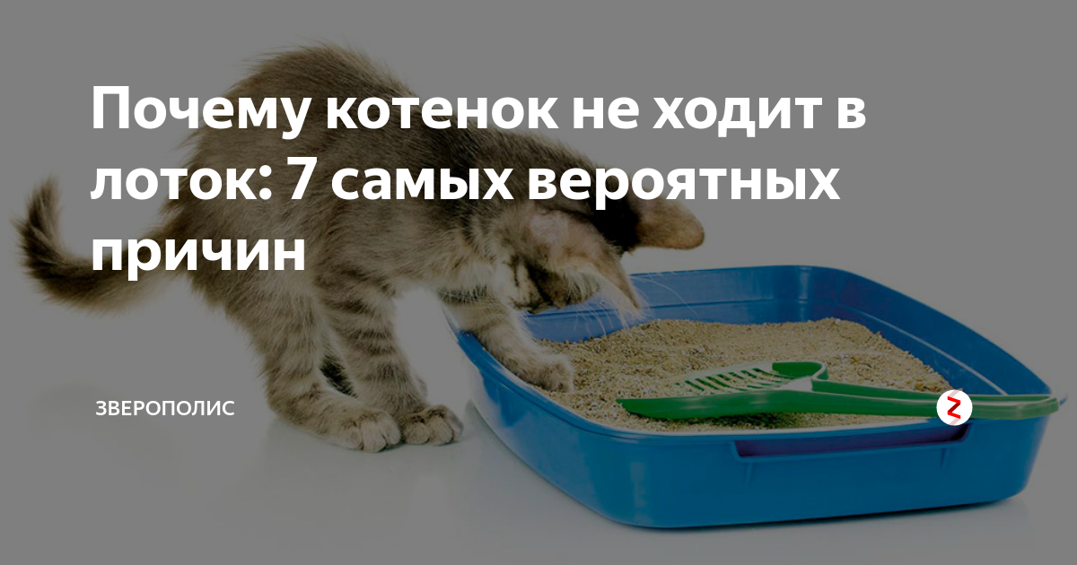 Как отучить кота и кошку гадить в неположенном месте