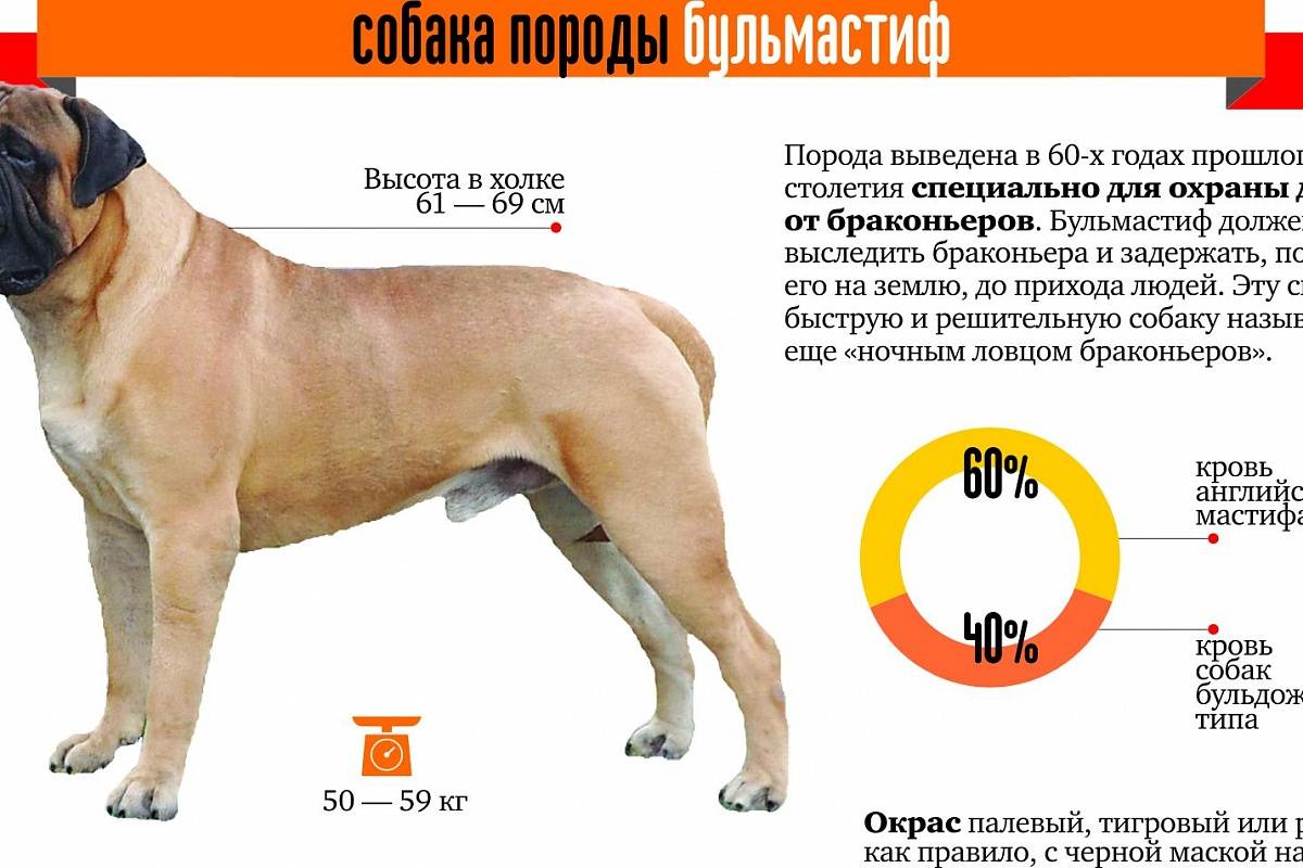 Бульмастиф. описание породы, характер, уход, болезни, фото