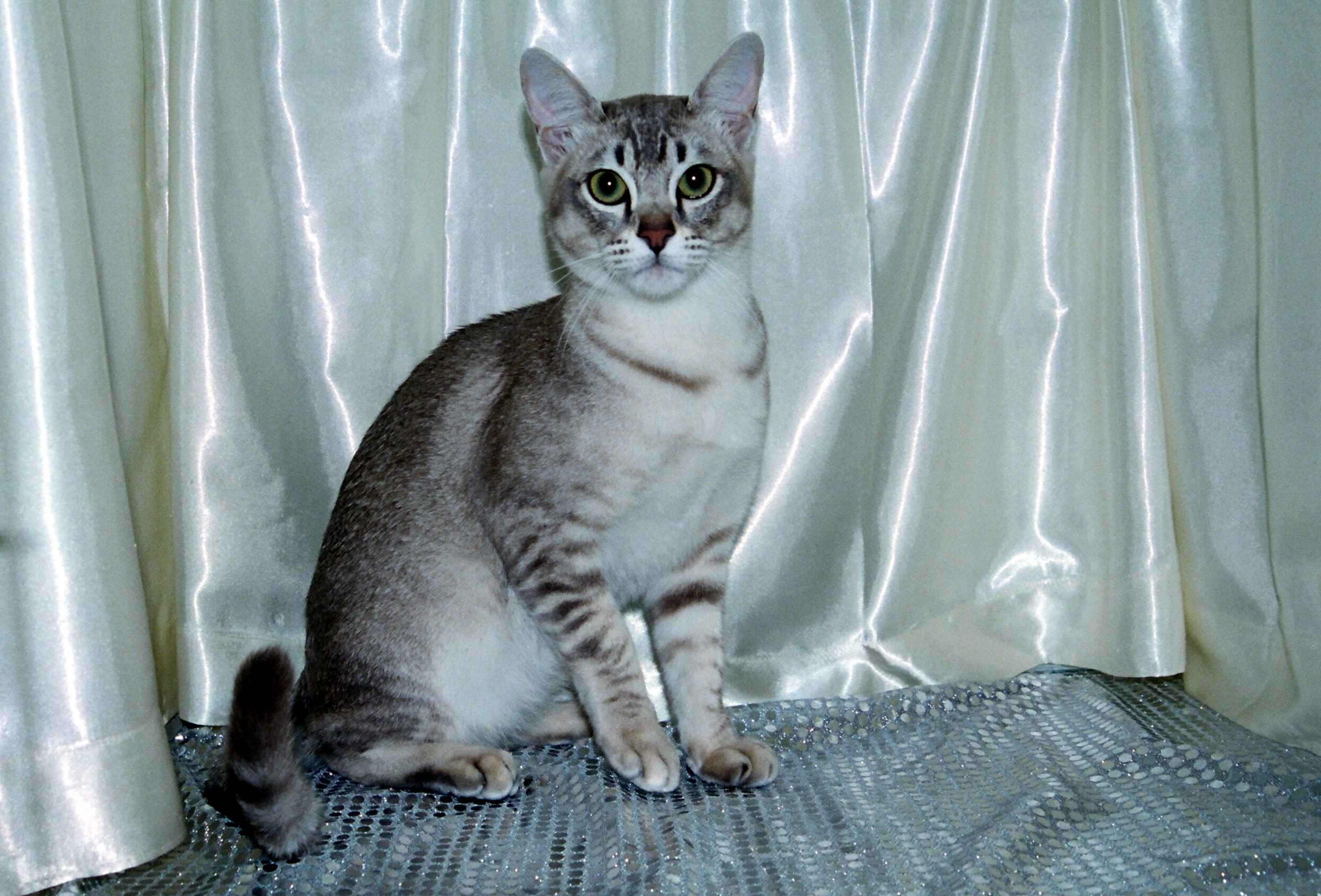 Азиатская табби: описание и характеристика породы кошек, правила ухода и питания