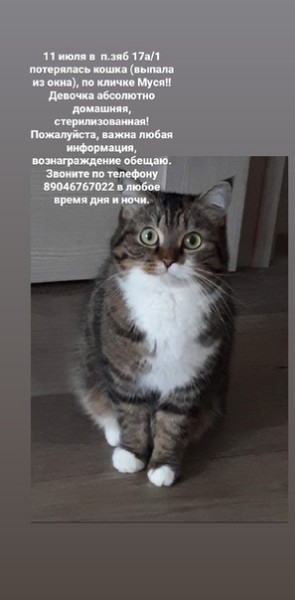 Пожалеть бедняжку? можно ли подбирать котенка на улице согласно приметам