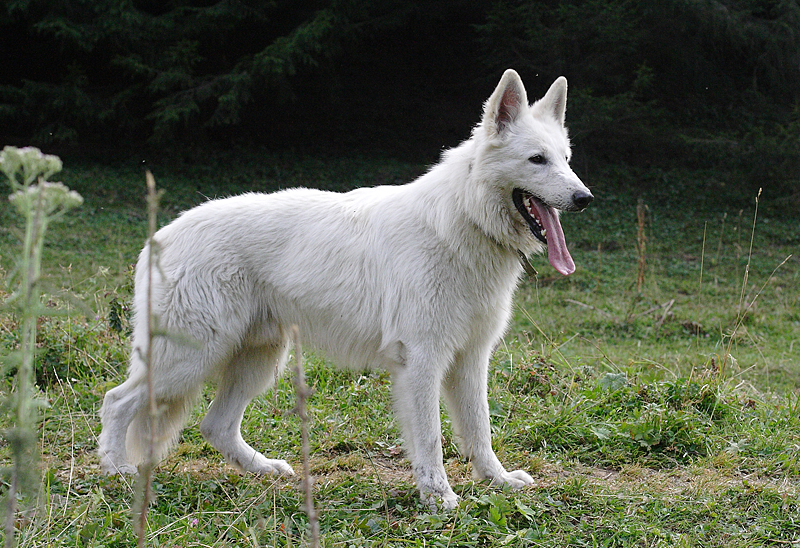 Швейцарская овчарка, стандарты породы и все о правильном выборе щенка белой швейцарской овчарки