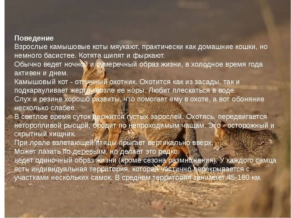 Камышовый кот (хаус) – фото, описание, питание, содержание, купить