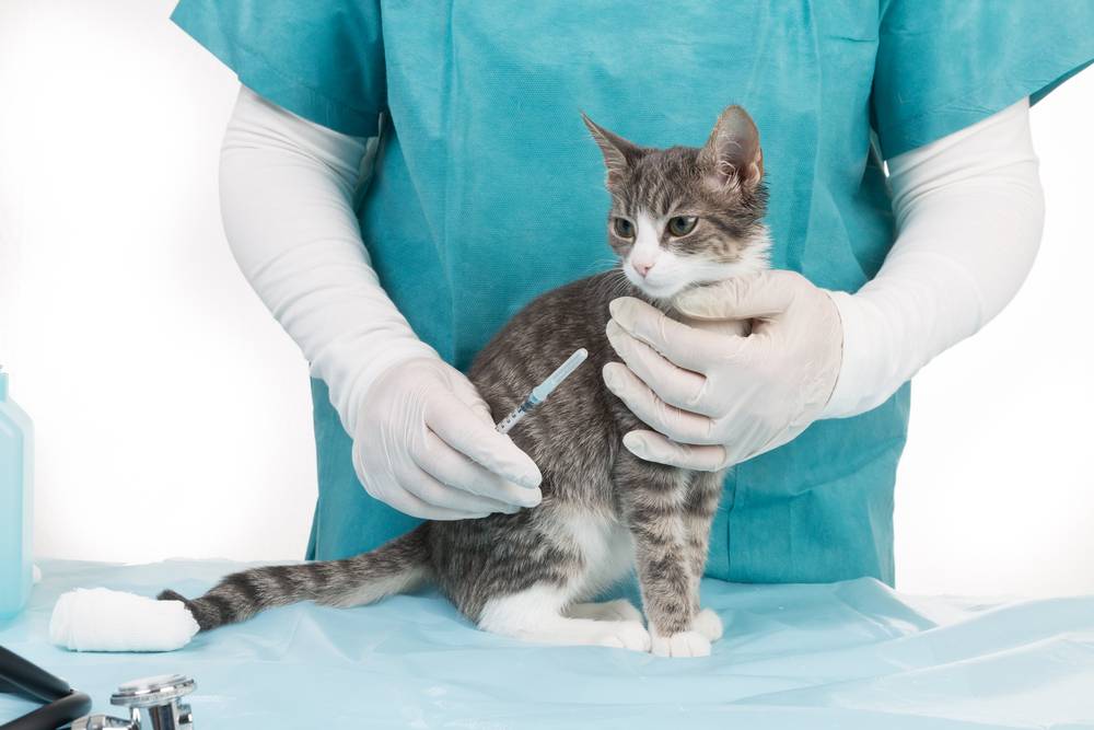 Коронавирусный энтерит и парвовирус у кошки: причины, симптомы, диагностика и лечение в домашних условиях