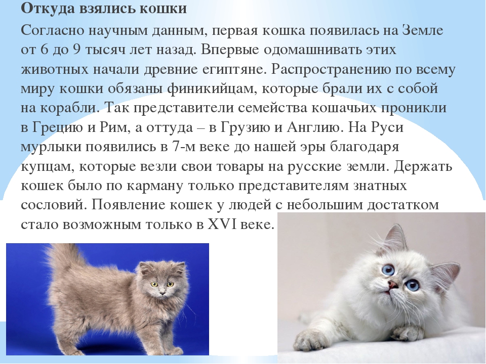 Как вывести блох у кошки или кота в домашних условиях, чем избавиться от паразитов у котенка, откуда они берутся у животного, фото
