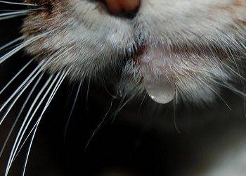 Слюнотечение у кошек и котов: причины и лечение