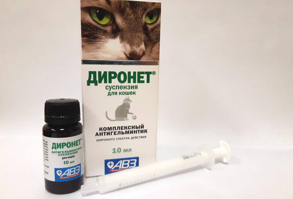 Котэрвин для кошек и котов: состав, цена, инструкция по применению и аналоги