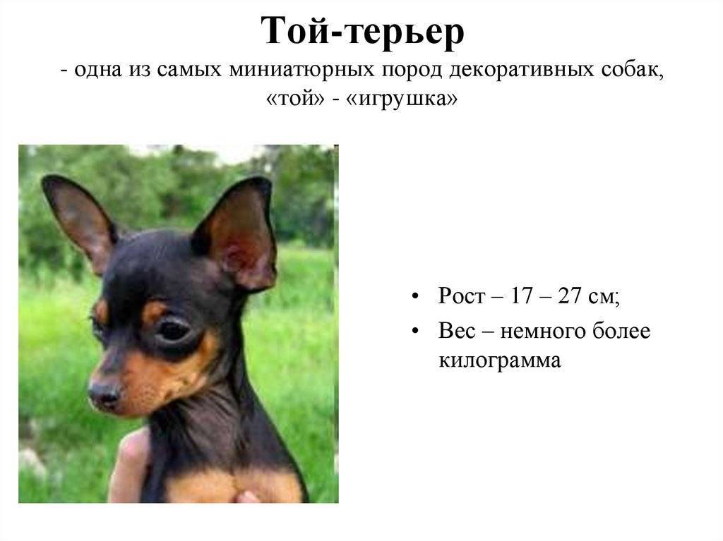 Английский той-терьер. маленькие породы собак :: syl.ru