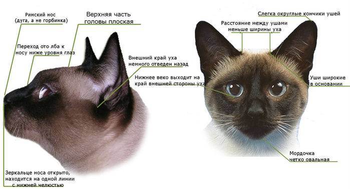 Как отличить кота от кошки: советы по определению пола питомца