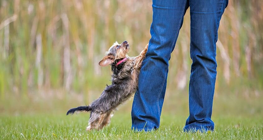 Как отучить собаку прыгать на людей при встрече: советы и способы