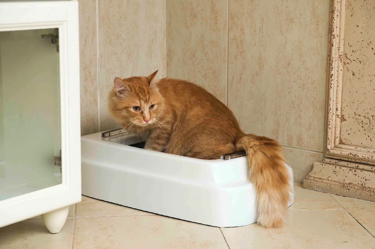 Частые походы в туалет по-маленькому понемногу у кошек и котов: причины
