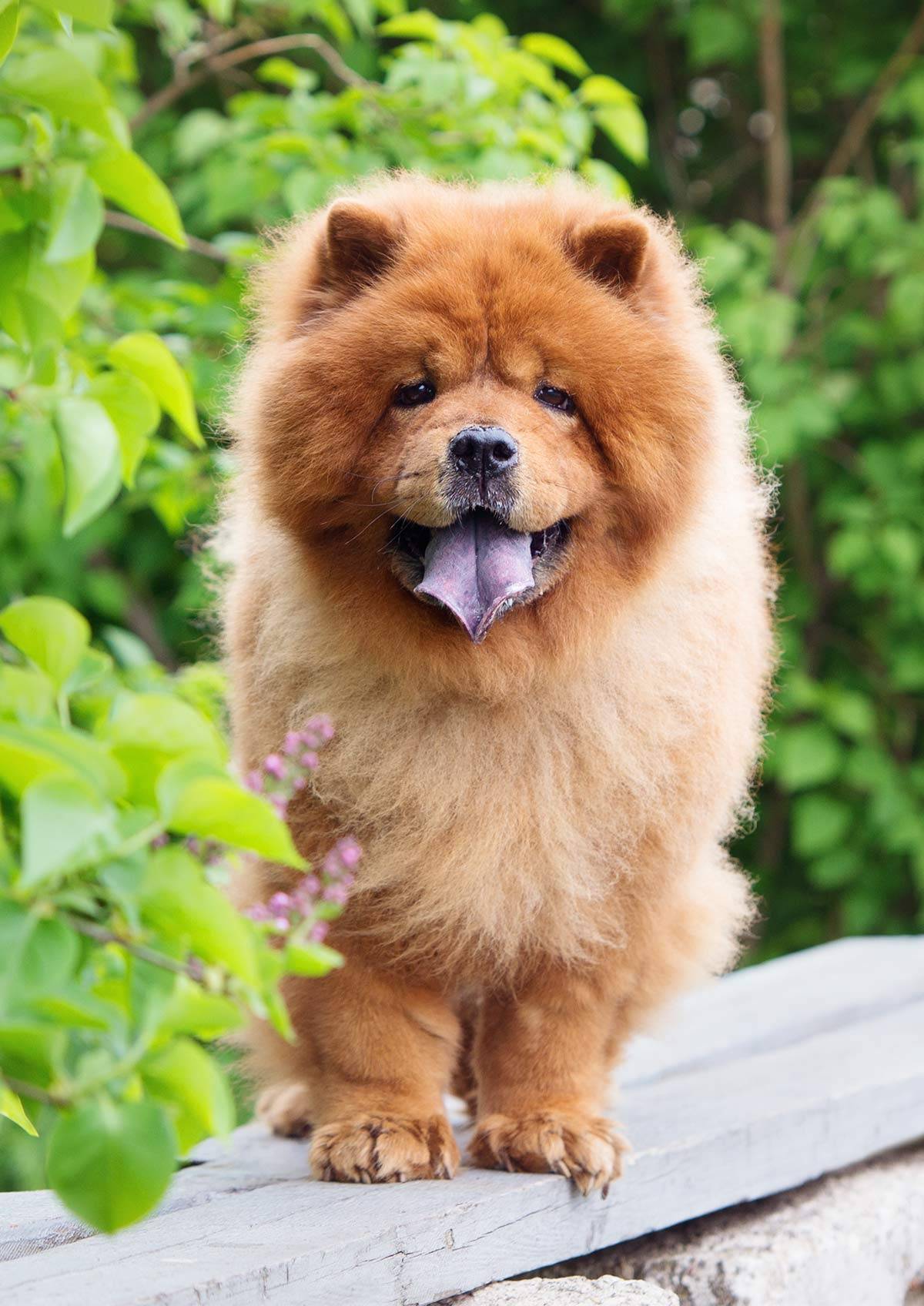 Чау-чау – описание породы собак с синим языком