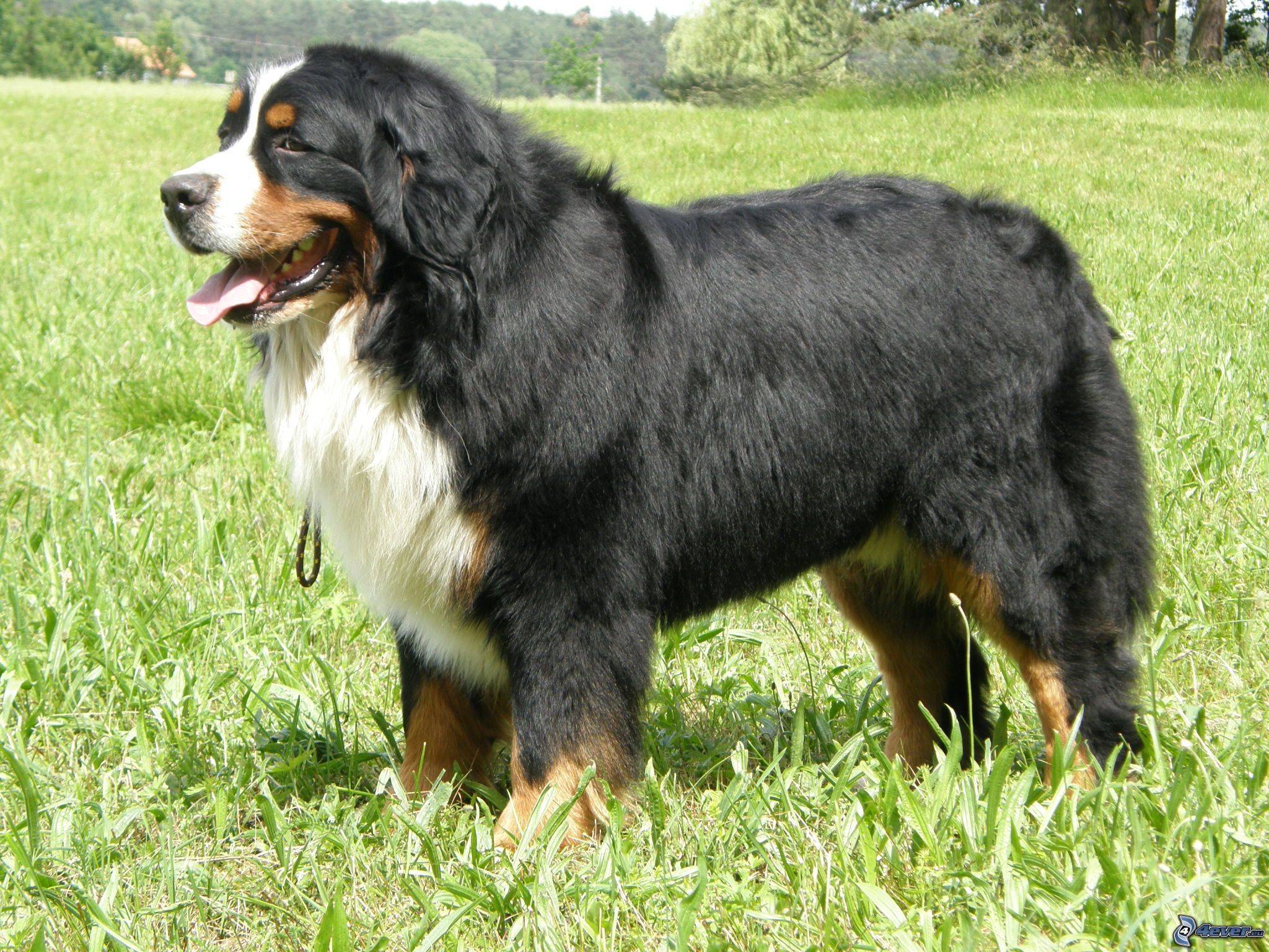 Бернский зенненхунд(дюррбахлер, бернская горная собака) описание, плюсы и минусы, выбор щенка, питомники.