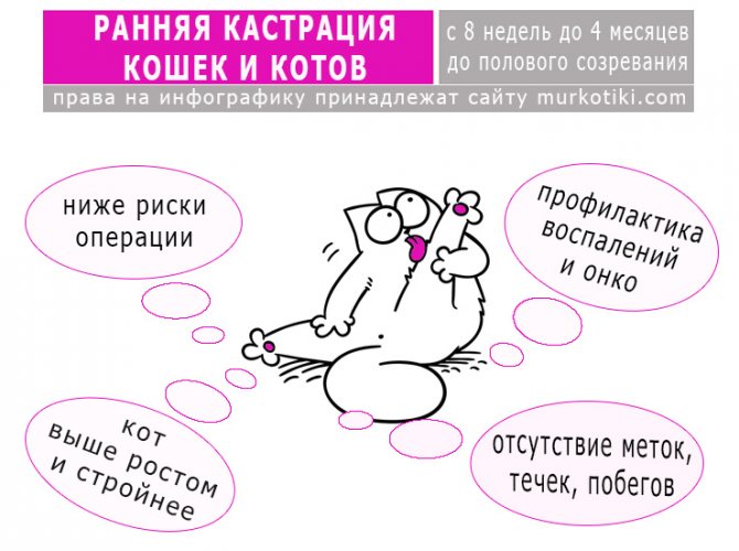 Когда кастрировать кота – возраст, причины, плюсы и минусы