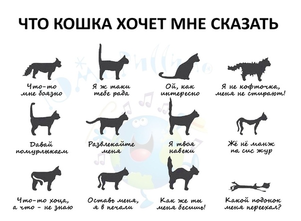 ᐉ почему кошка прячется? - ➡ motildazoo.ru