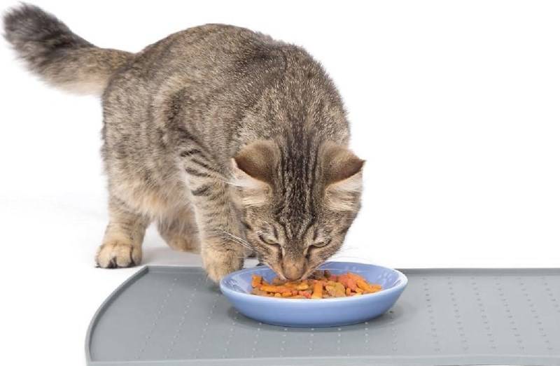 Вреден ли сухой корм для кошек?
