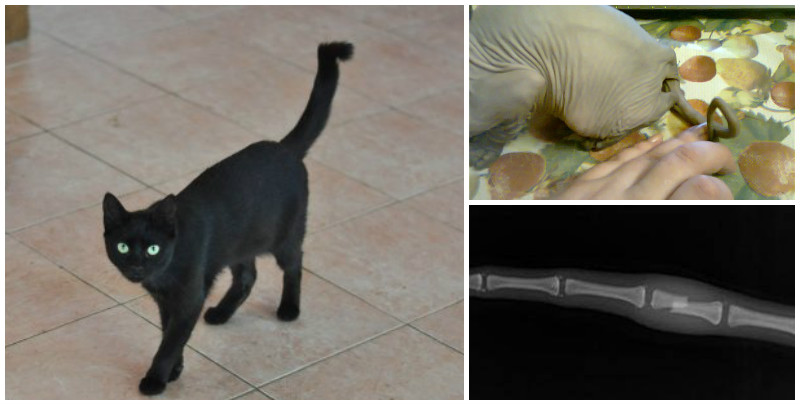 Перелом хвоста у кошки: симптомы, первая помощь, лечение | звери дома
