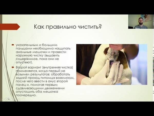 Воспаление параанальных желез у кошек: чистка в домашних условиях, парапроктит, закупорка, абсцесс и свищ, профилактика