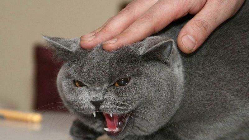 Кот или кошка шипит на хозяина — что делать?