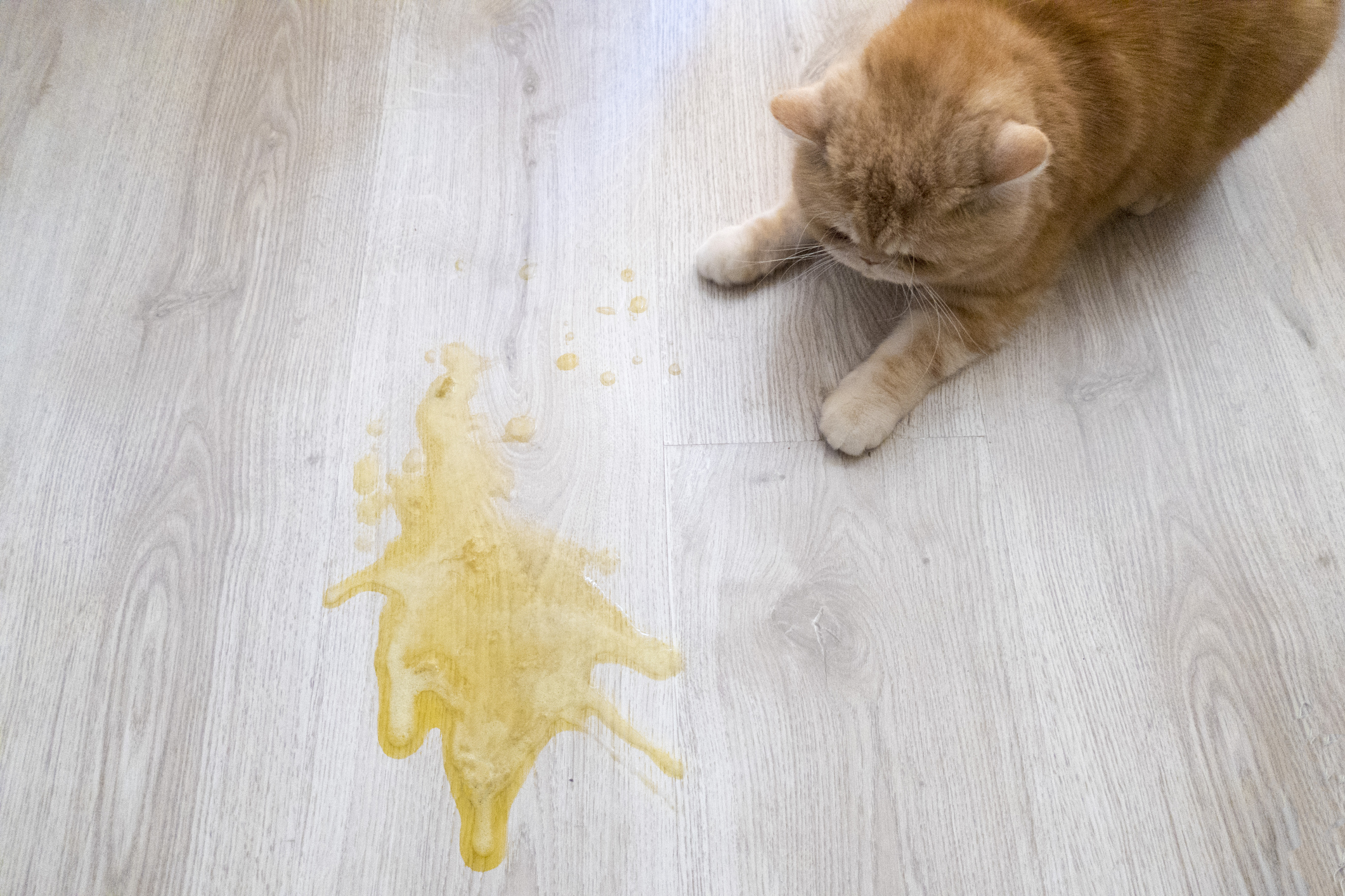 Почему кошку рвет желтой жидкостью, и как оказать первую помощь?
