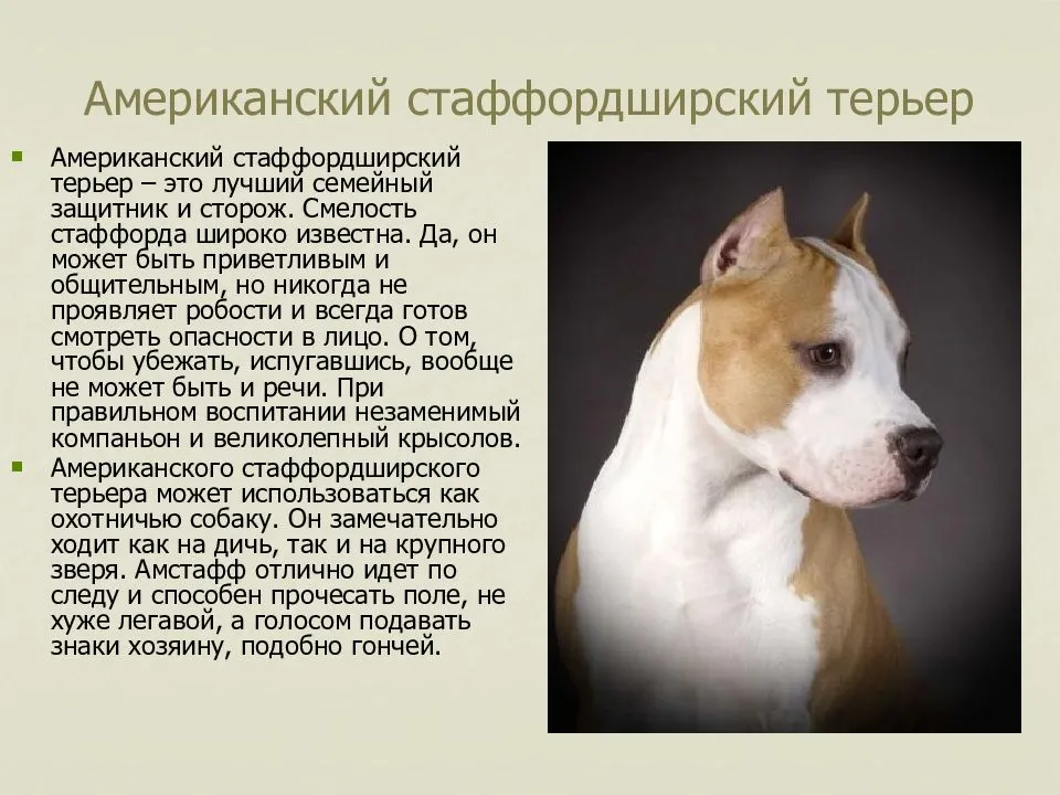 Обзор породы собак стаффордширский бультерьер: стандарт, характер, отзывы и фото